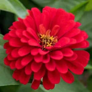 Zinnia Meteor