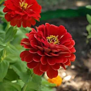 zinnia-meteor-seeds-4