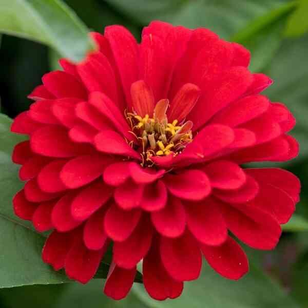zinnia-meteor-seeds