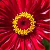 zinnia-meteor-seeds-7
