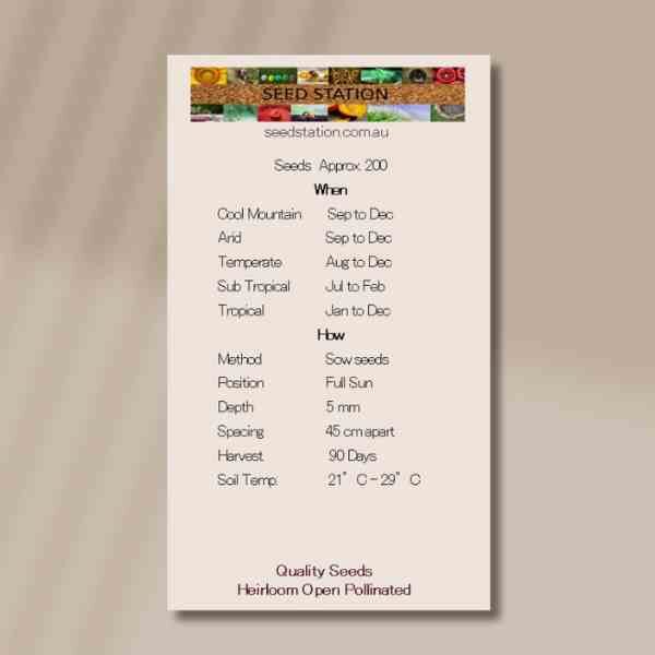 zinnia-rosy-lavender-back zinnia-rosy-lavender-back