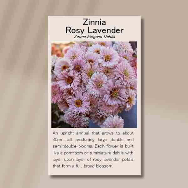 zinnia-rosy-lavender-front zinnia-rosy-lavender-front