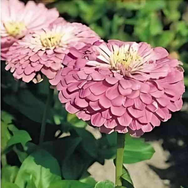 zinnia-rosy-lavender-seeds-2 zinnia-rosy-lavender-seeds-2