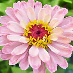 zinnia-rosy-lavender-seeds-5