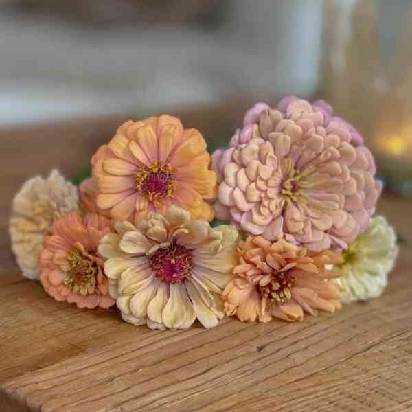 zinnia-rosy-lavender-seeds-7 seven flower heads of zinnia rosy lavender on a timber tray