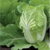 cabbage-wong-bok-seeds-2