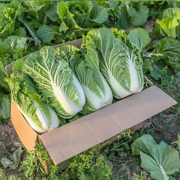 cabbage-wong-bok-seeds-3 cabbage-wong-bok-seeds-3