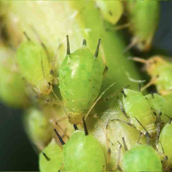 post aphids 1