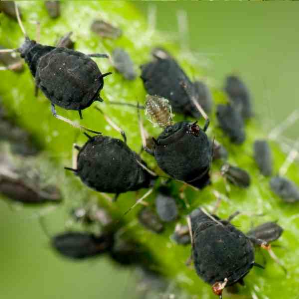 post aphids 3