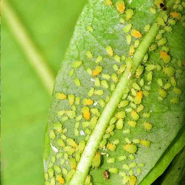 post aphids
