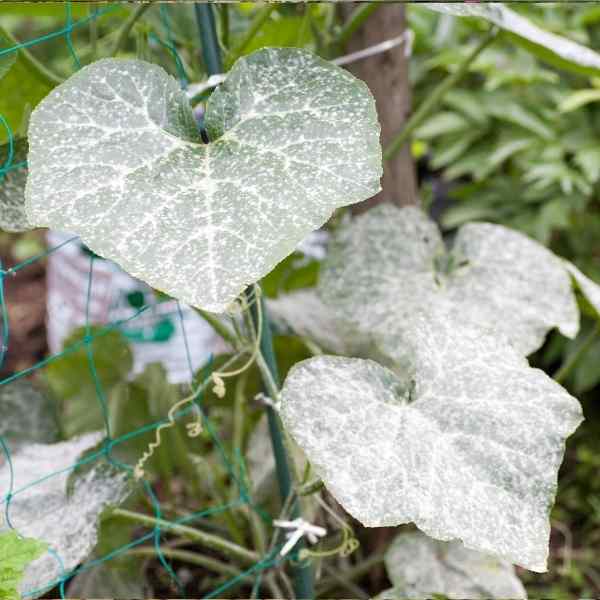 Bi-Carb of Soda: A Simple Fungicide for Powdery Mildew