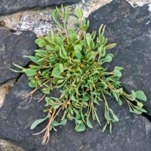purslane-green-seeds-1