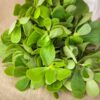 purslane-seeds-2