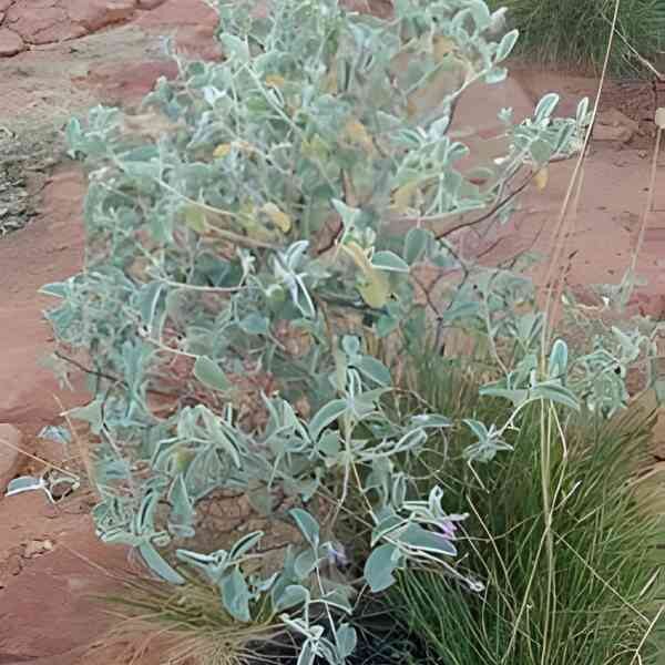 wild-bush-tomato-seeds-5 wild-bush-tomato-seeds-5