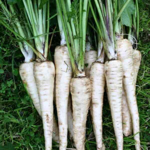 parsnip-demeter-seeds-1 parsnip-demeter-seeds-1