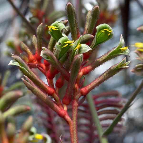 kangaroo-paw-manglesii-seeds=2 kangaroo-paw-manglesii-seeds=2