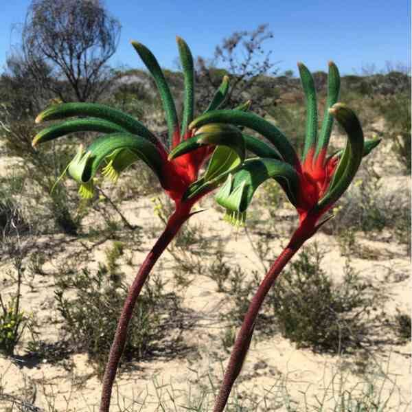 kangaroo-paw-manglesii-seeds=3 kangaroo-paw-manglesii-seeds=3