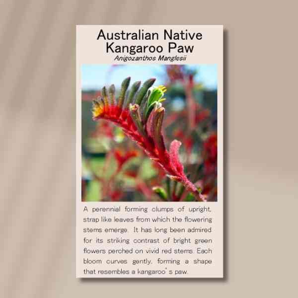 kangeroo-paw-front kangeroo-paw-front