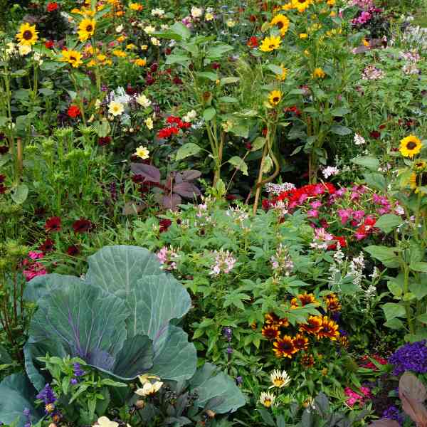 Why You Need to Remove Dead Plants in Your Garden