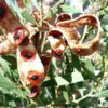 acacia-red-eyed-wattle-seeds-1