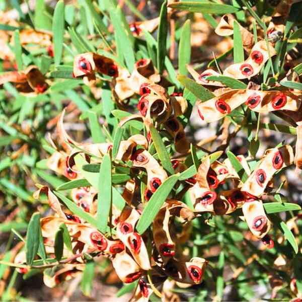acacia-red-eyed-wattle seeds acacia-red-eyed-wattle seeds