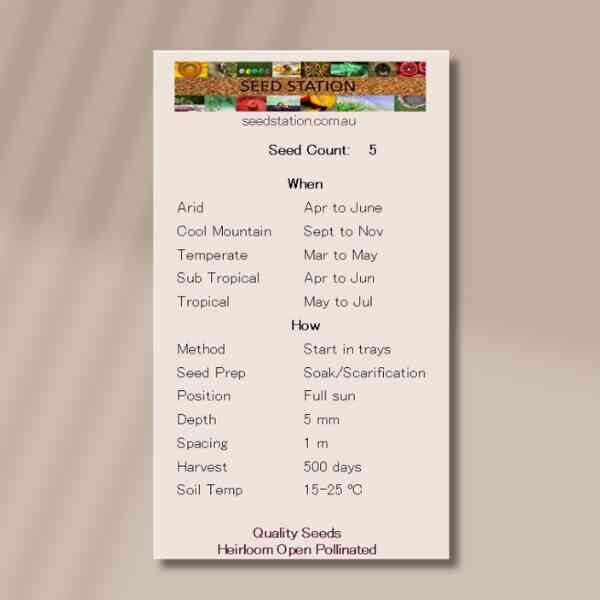 nitre-bush-back nitre-bush-back