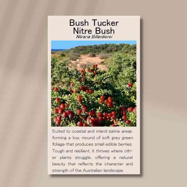 nitre-bush-front nitre-bush-front