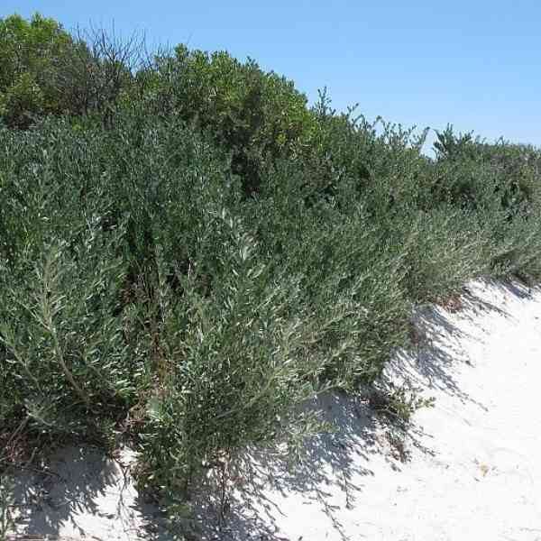 nitre-bush-seeds-1 nitre-bush-seeds-1