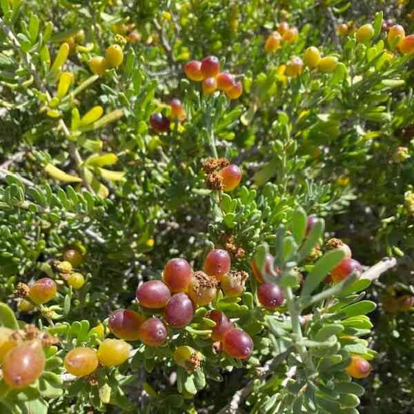 nitre-bush-seeds-5 nitre-bush-seeds-5