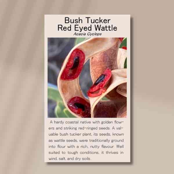 red-eyed-wattle-back Red eyed wattle back