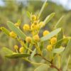 red-eyed-wattle-seeds-3
