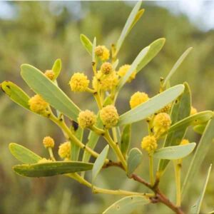 red-eyed-wattle-seeds-3