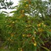 red-eyed-wattle-seeds-4