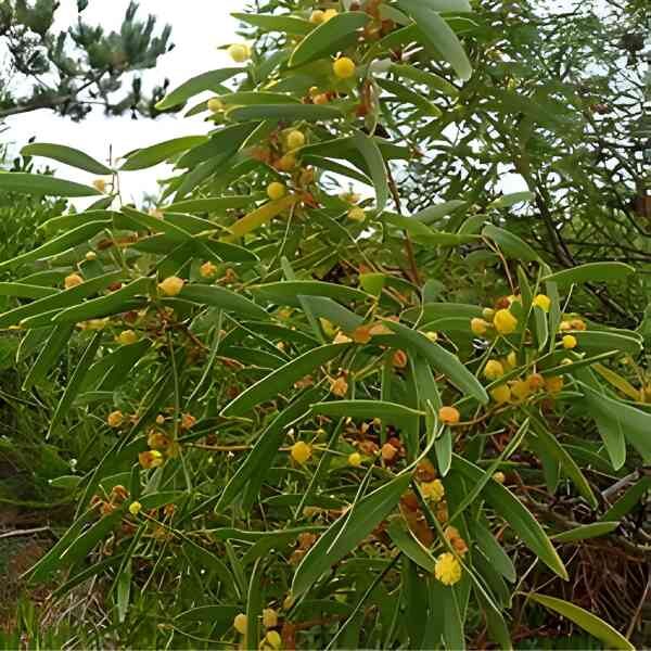red-eyed-wattle-seeds-4 red-eyed-wattle-seeds-4