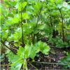 amsterdam-leaf-celery-seeds