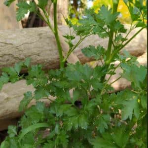 amsterdam-leaf-celery-seeds-2
