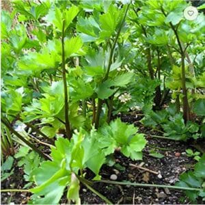 Amsterdam Leaf Celery