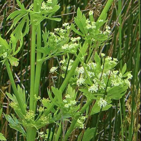 amsterdam-leaf-celery-seeds-4 amsterdam-leaf-celery-seeds-4