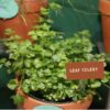 amsterdam-leaf-celery-seeds-5