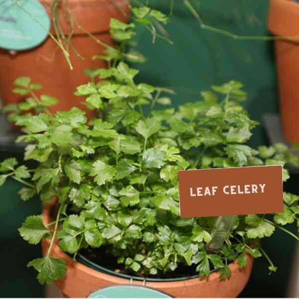 amsterdam-leaf-celery-seeds-5 amsterdam-leaf-celery-seeds-5
