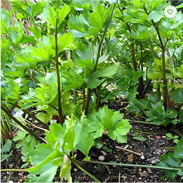 amsterdam-leaf-celery-seeds amsterdam-leaf-celery-seeds