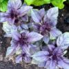 basil-red-rubin-seeds-1