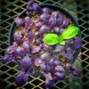 basil-red-rubin-seeds-3