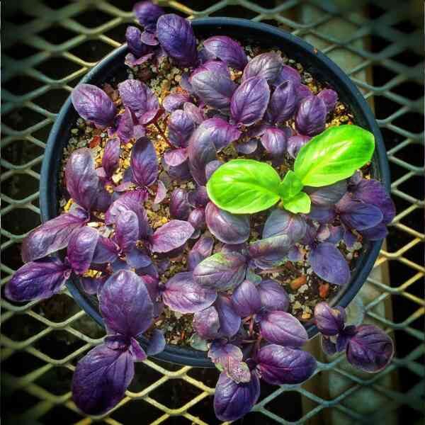 basil-red-rubin-seeds-3 basil-red-rubin-seeds-3