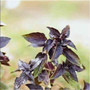 Basil Red Rubin
