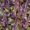 basil-red-rubin-seeds-4