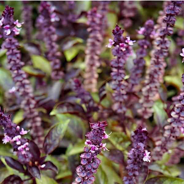 basil-red-rubin-seeds-4 basil-red-rubin-seeds-4
