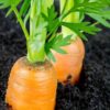 carrot-berlicum-seeds-1