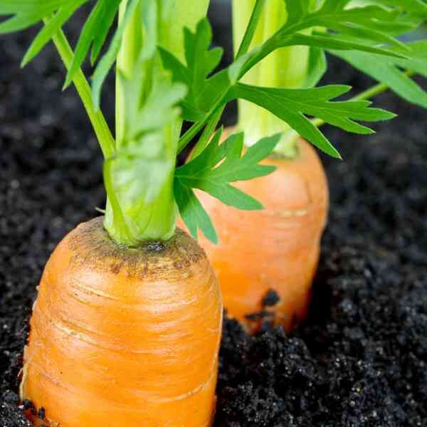 carrot-berlicum-seeds-1 carrot-berlicum-seeds-1