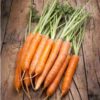 carrot-berlicum-seeds-3